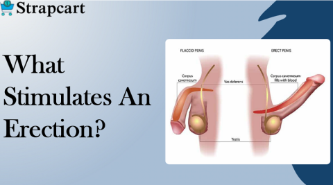 What stimulates an erection?